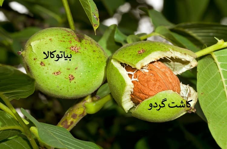 کاشت گردو حرفه ا یدر میانه 
